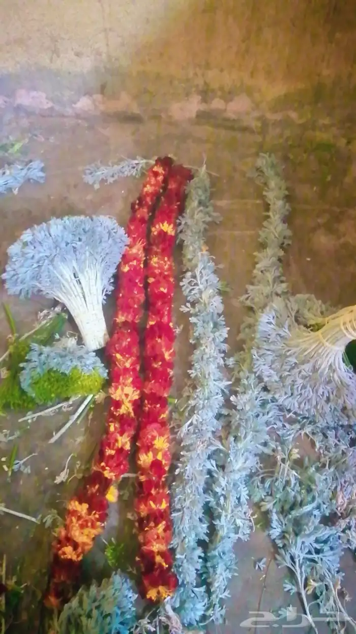 عصايب. جمله وتقطيع ونباتات عطريه 4