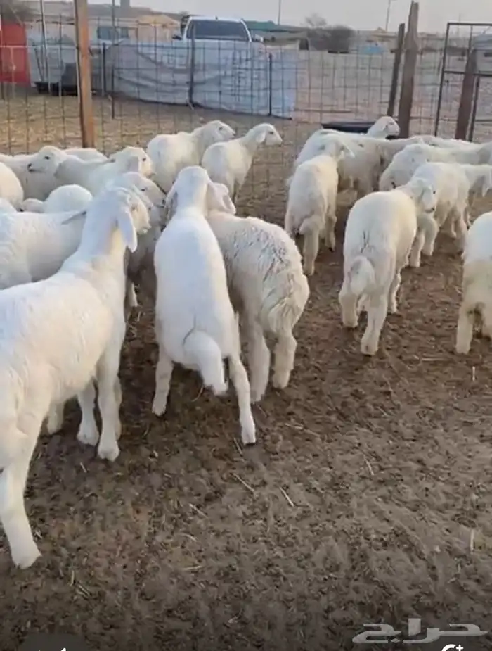 ضاحيه من أربع شهور وثلاث ونصف العدا د27 1