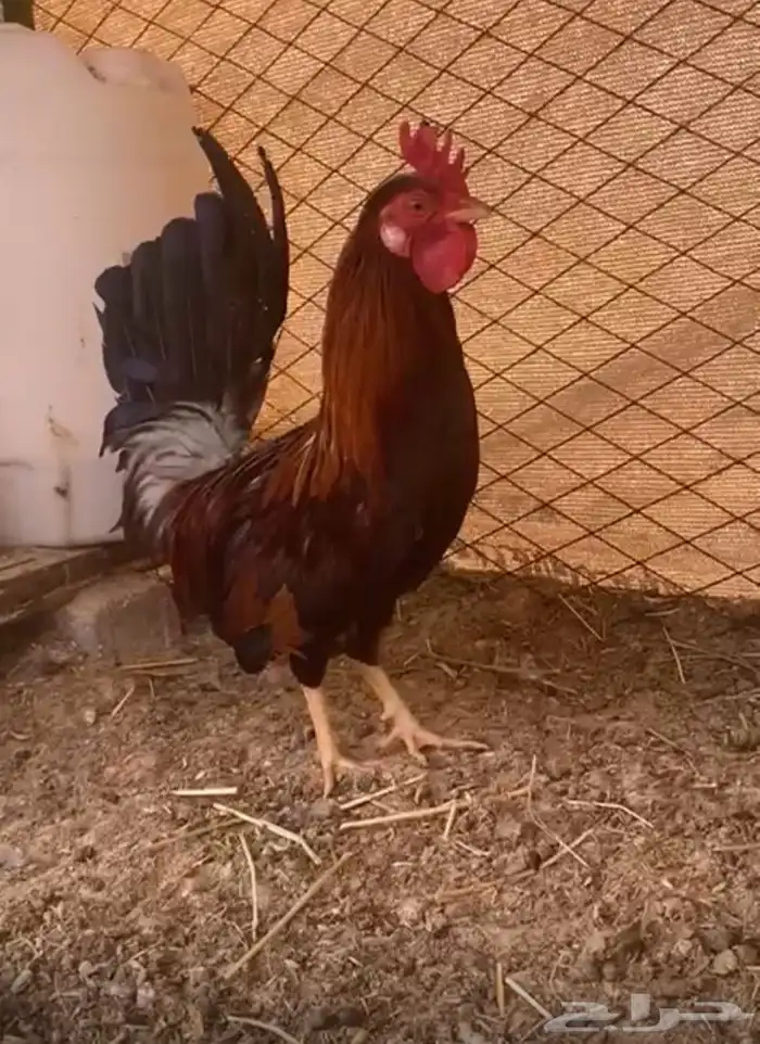 للبيع ديك ترثة 1