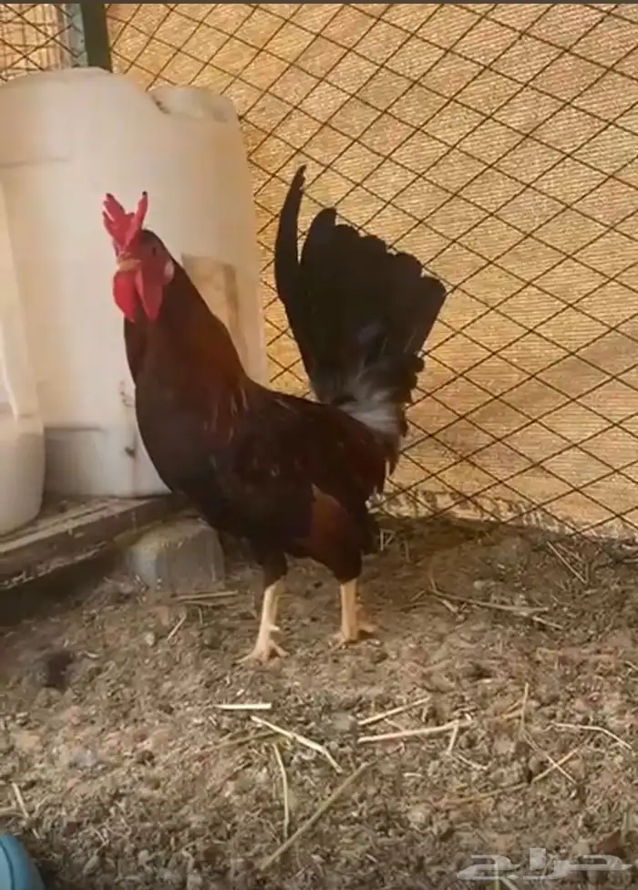 للبيع ديك ترثة 0