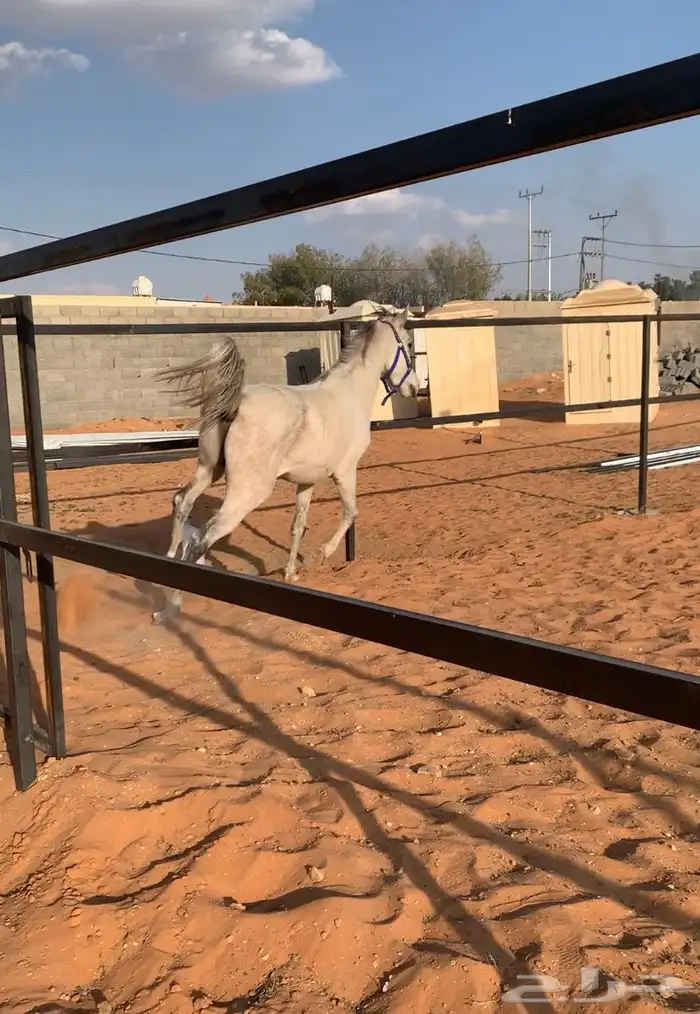 حصان شعبي مزيون راس كايف هادي ومعسوف 1