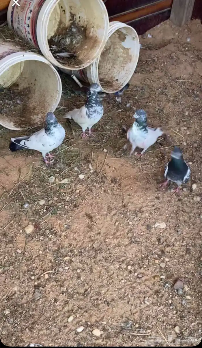 حمام باكستاني قولد و فقير شرط صحه 0