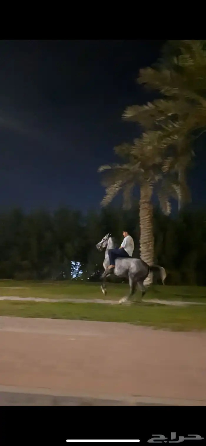 خيل 1