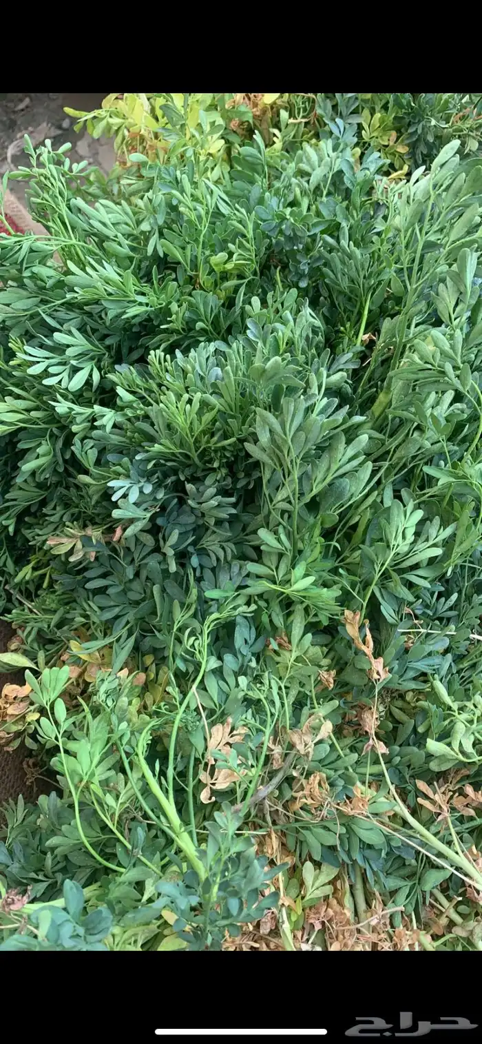 عصايب. جمله وتقطيع ونباتات عطريه 1