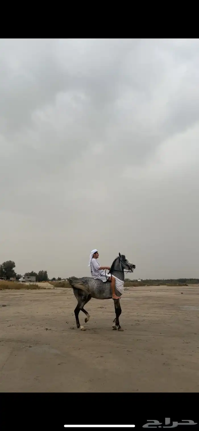 خيل 5
