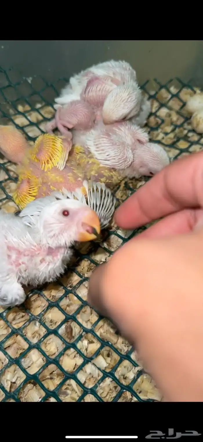 فروخ روز سوبر جامبو 0