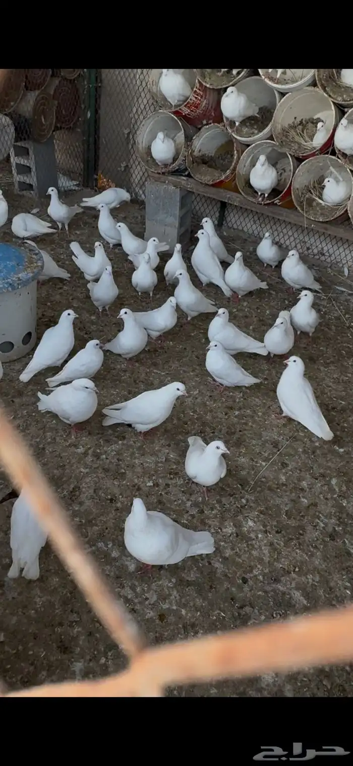 حمام فرنسي لاحم جامبو 0