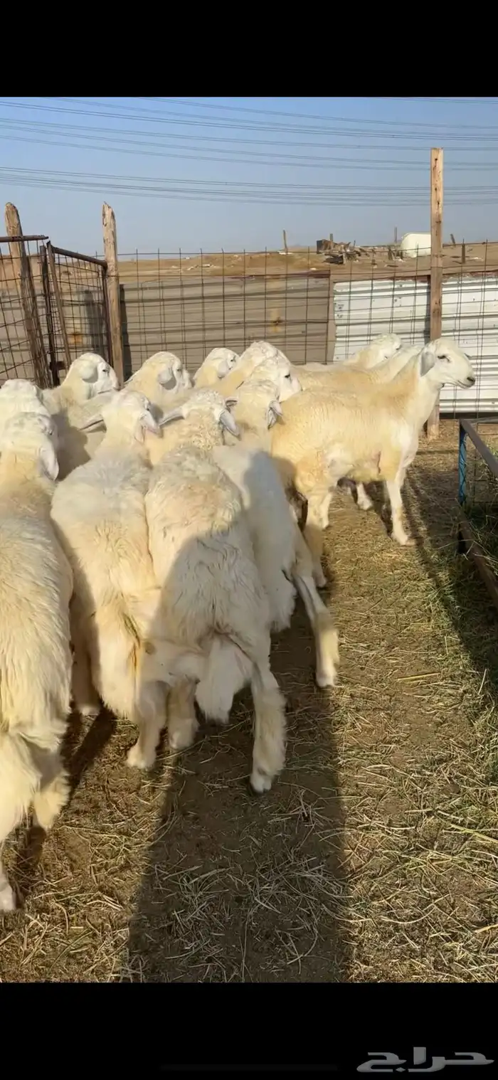 طليان جبره للعيد مناسبات ( تم البيع ) 1