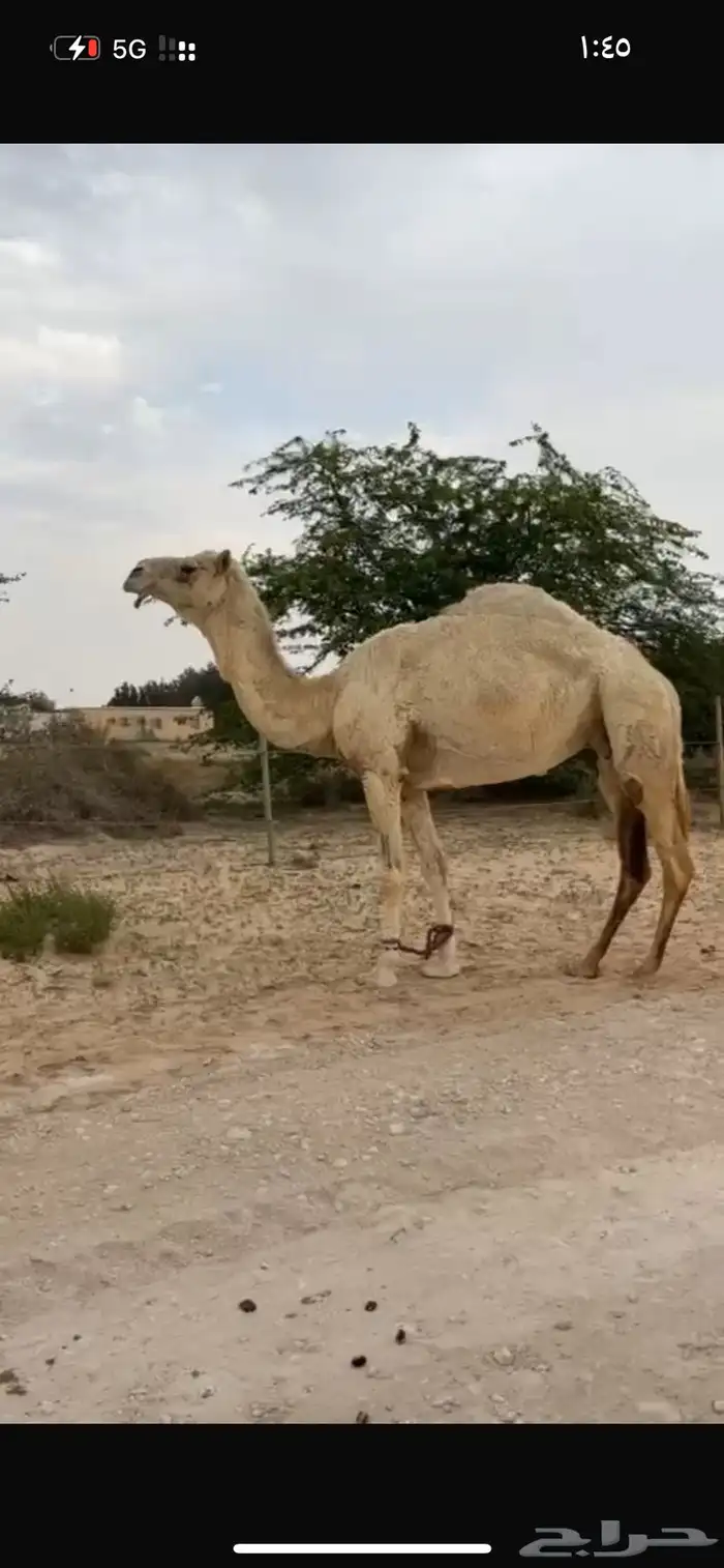 ضروبه وضحى طيبه 3