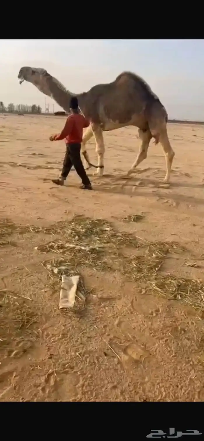 فحل اوضح كفوو 2