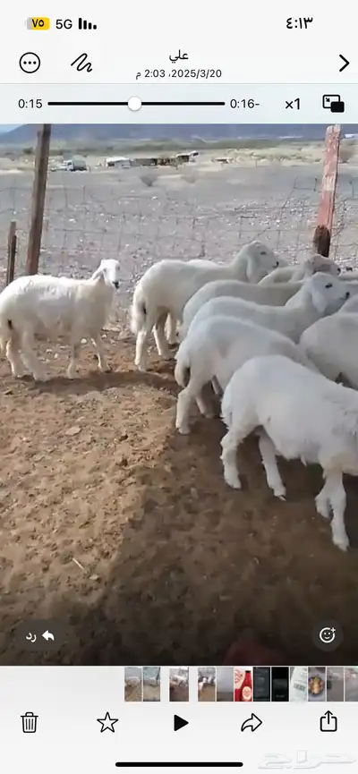 ذبايح مع الطبخ والتوصيل ونوفر ايضا  ذبايح الثلاجه حري وتيوس 4