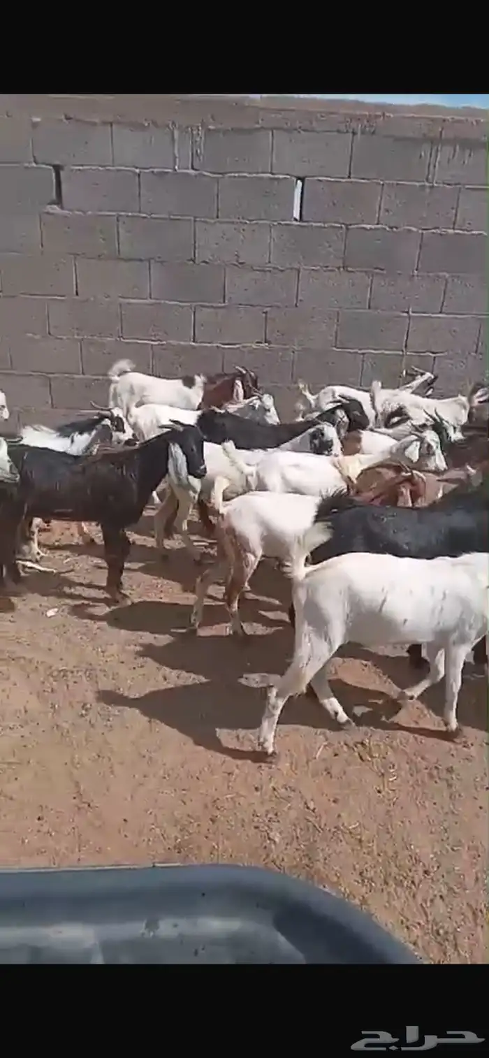 خرفان وتيوس لاتفوتكم عروضنا وجميع الخدمات بالحوش 11