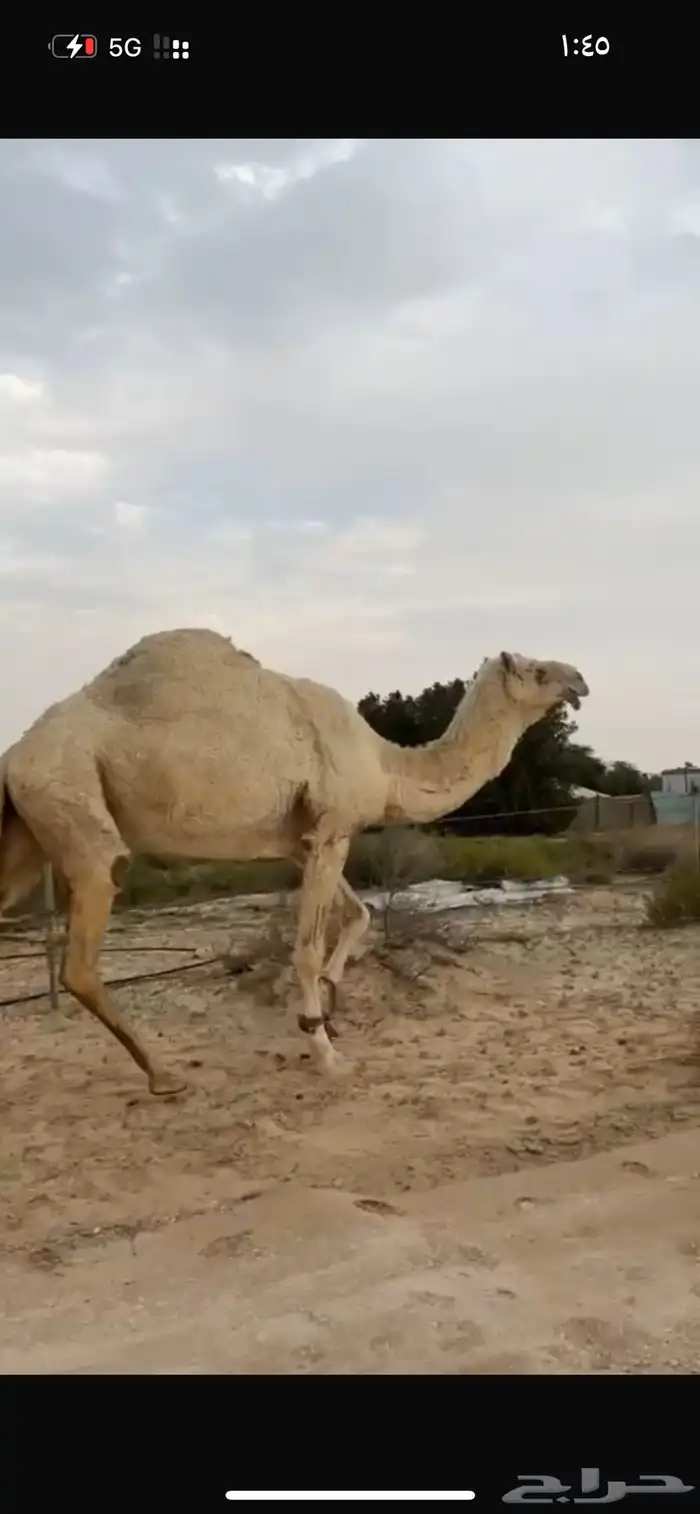 ضروبه وضحى طيبه 0