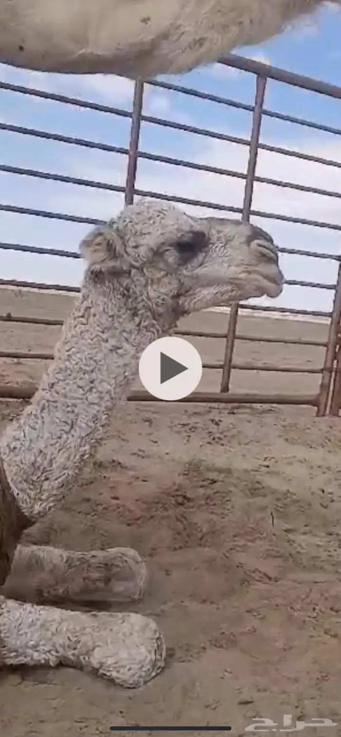 فحل اوضح كفوو 4