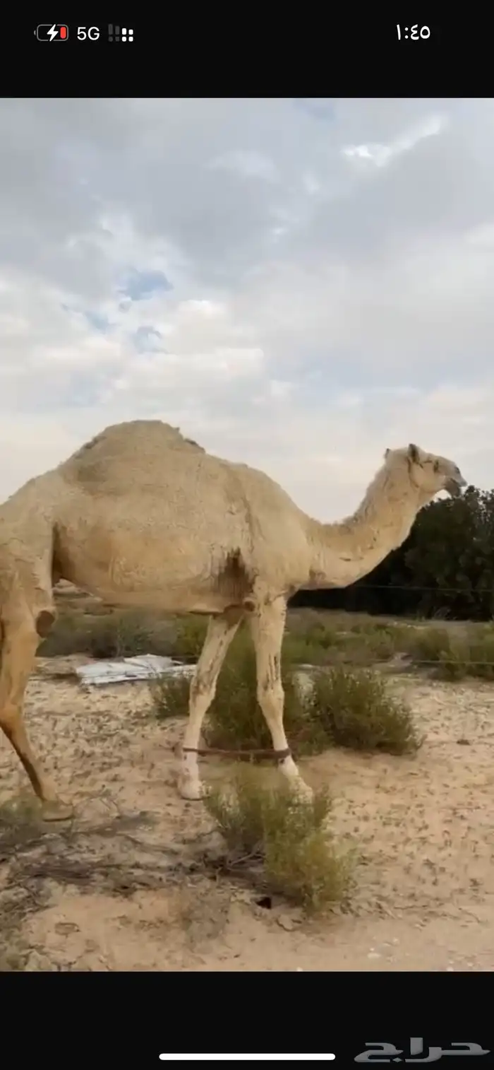 ضروبه وضحى طيبه 1