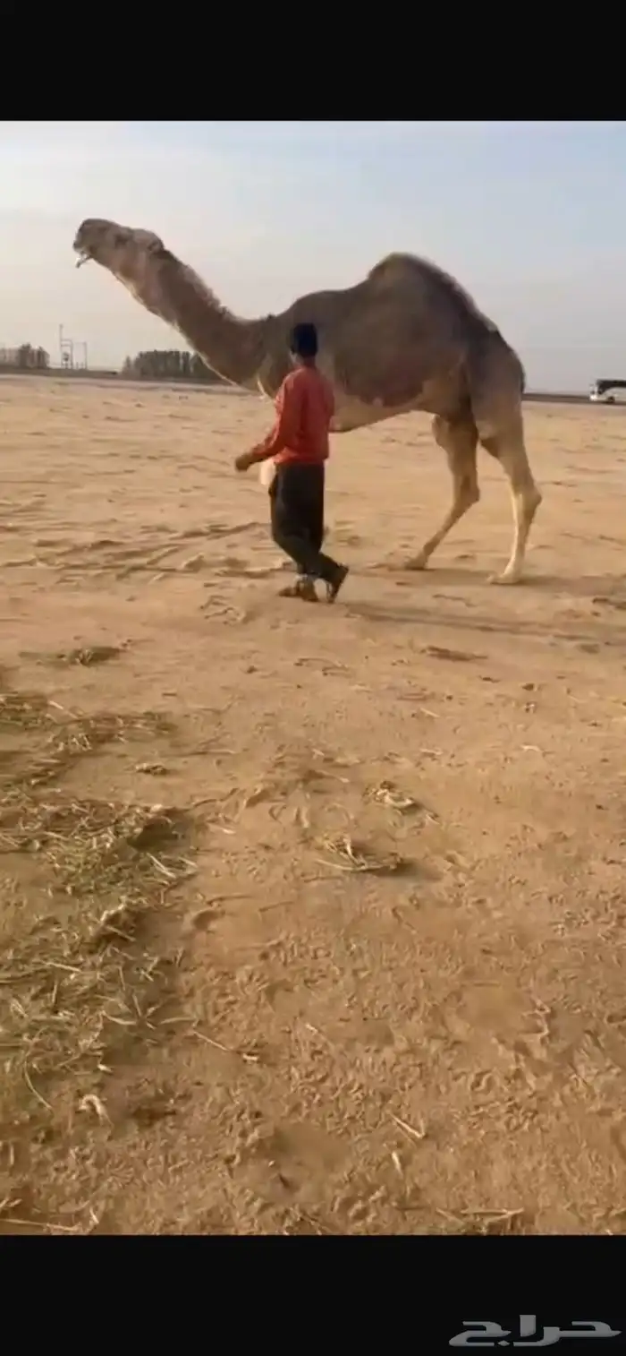 فحل اوضح كفوو 1