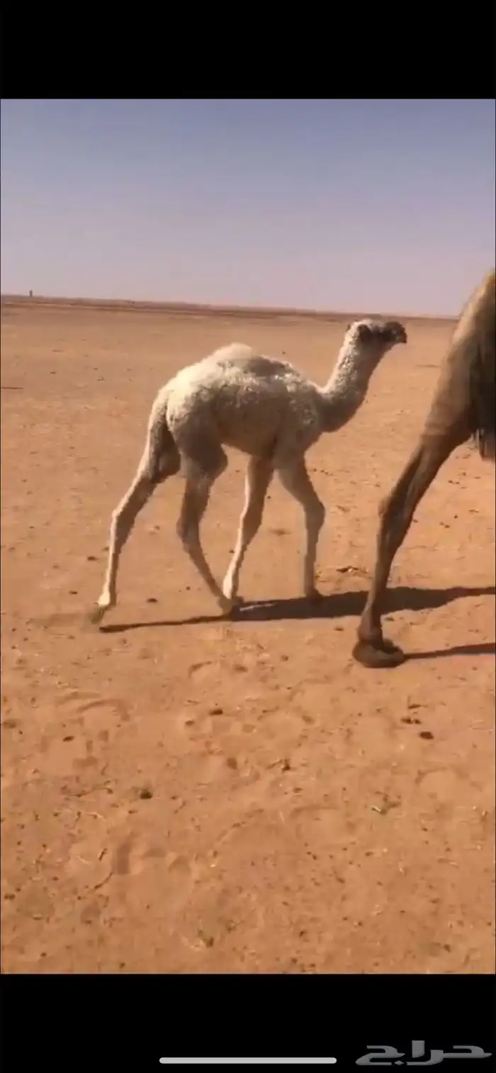 فحل اوضح كفوو 3