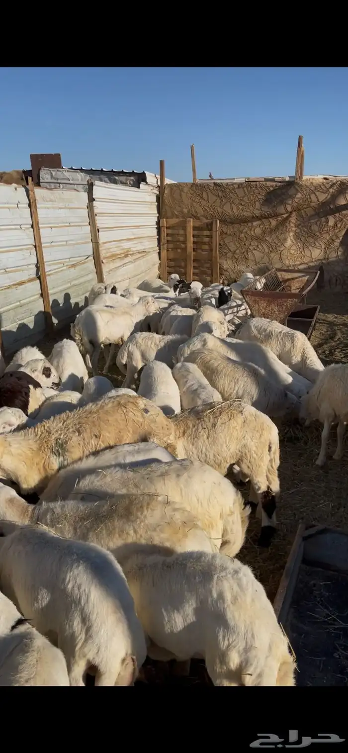 خرفان وتيوس لاتفوتكم عروضنا وجميع الخدمات بالحوش 0