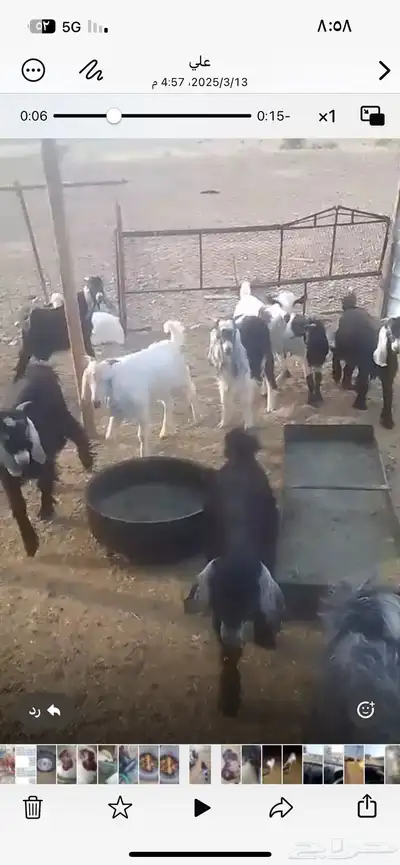 ذبايح مع الطبخ والتوصيل ونوفر ايضا  ذبايح الثلاجه حري وتيوس 3