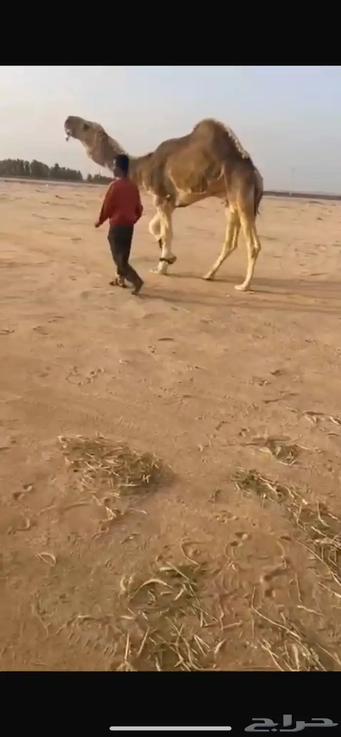 فحل اوضح كفوو 0