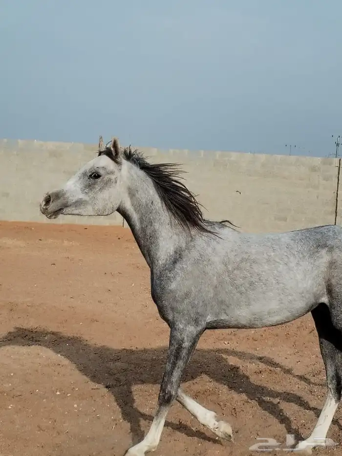 فحص الخيل ماقبل الشراء 0