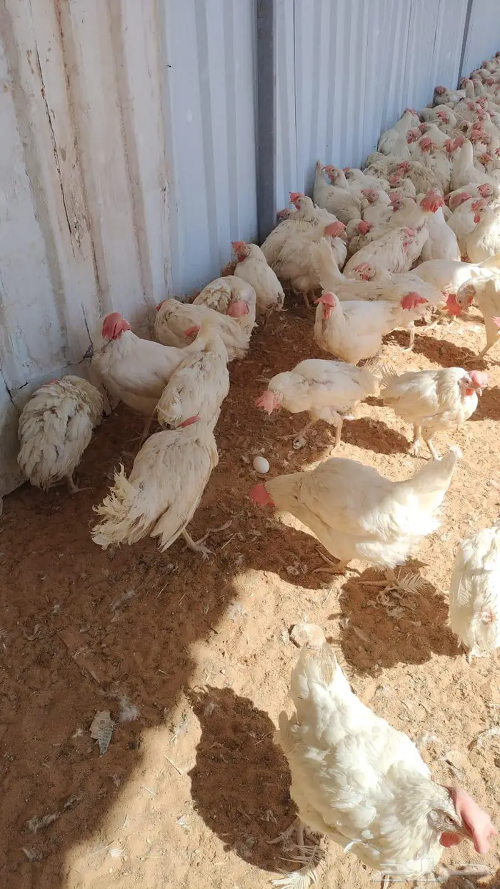 دجاج بياض عمر سنة 0
