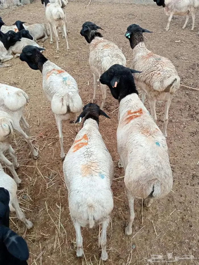 طليان بربري وتيوس حشوان مفاريد تبارك الرحمن 5