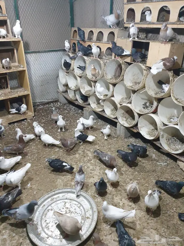 عشة حمام مشكل 1