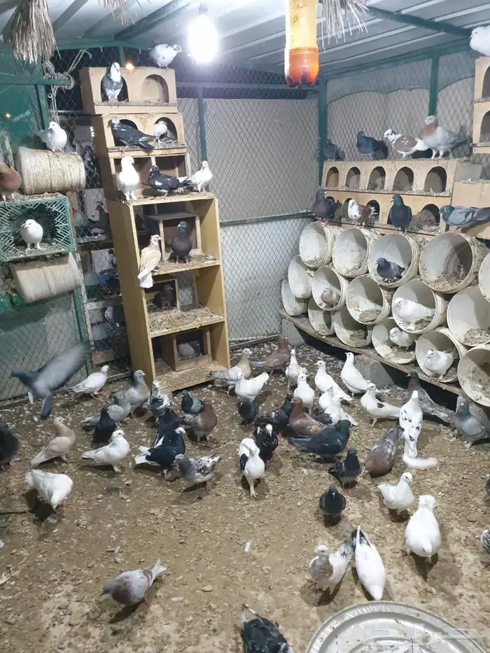 عشة حمام مشكل 3