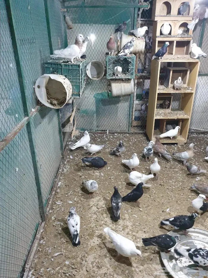 عشة حمام مشكل 0