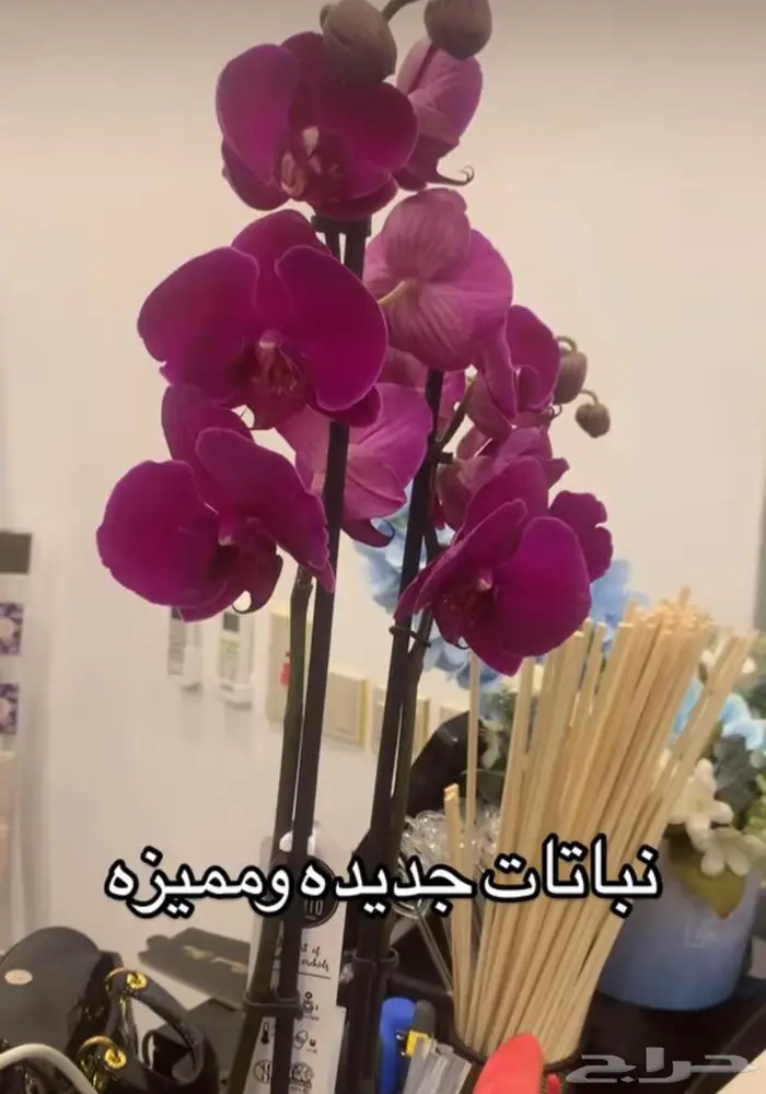 مجموعه جديده من النباتات الداخليه المميزه 20