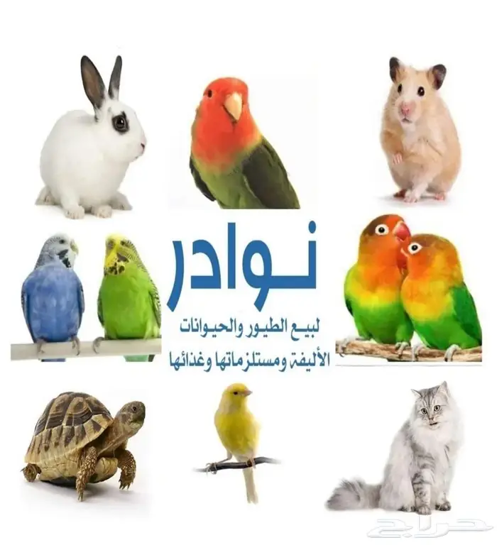 طيور واسماك زينة وحيوانات اليفه محل نوادر 0