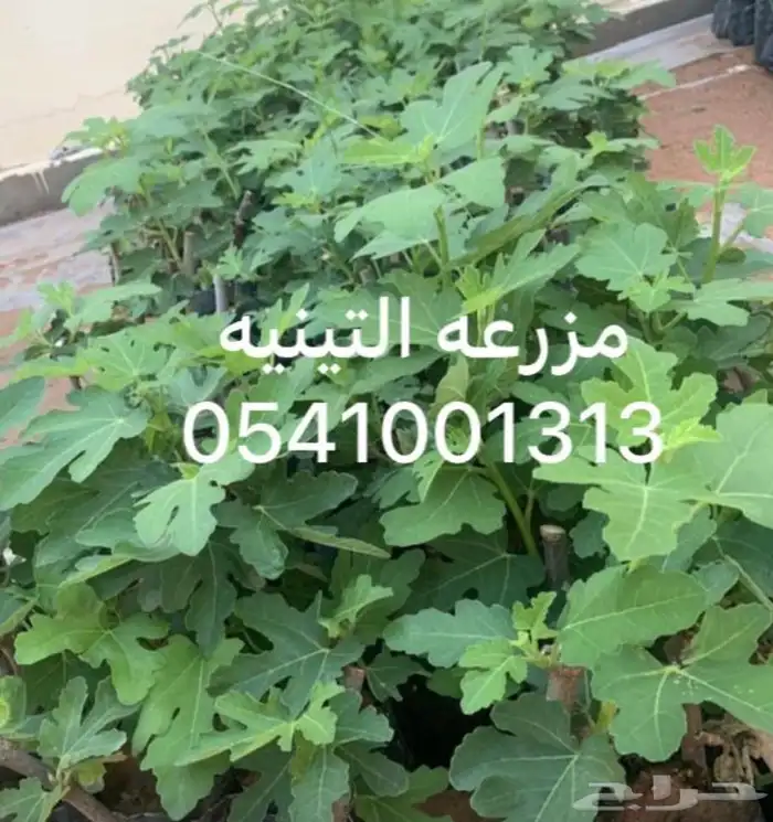 شتلات تين للبيع 1