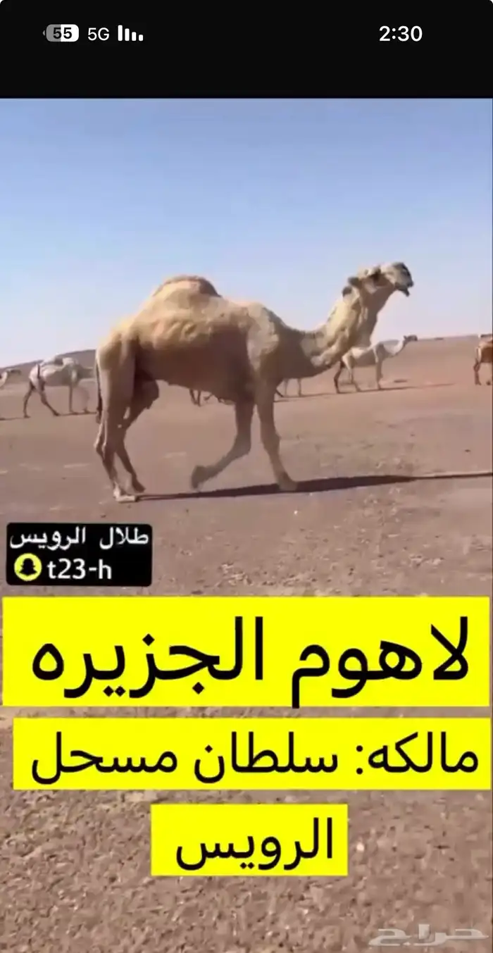 قعود حيسوني (( تم البيع )) 3