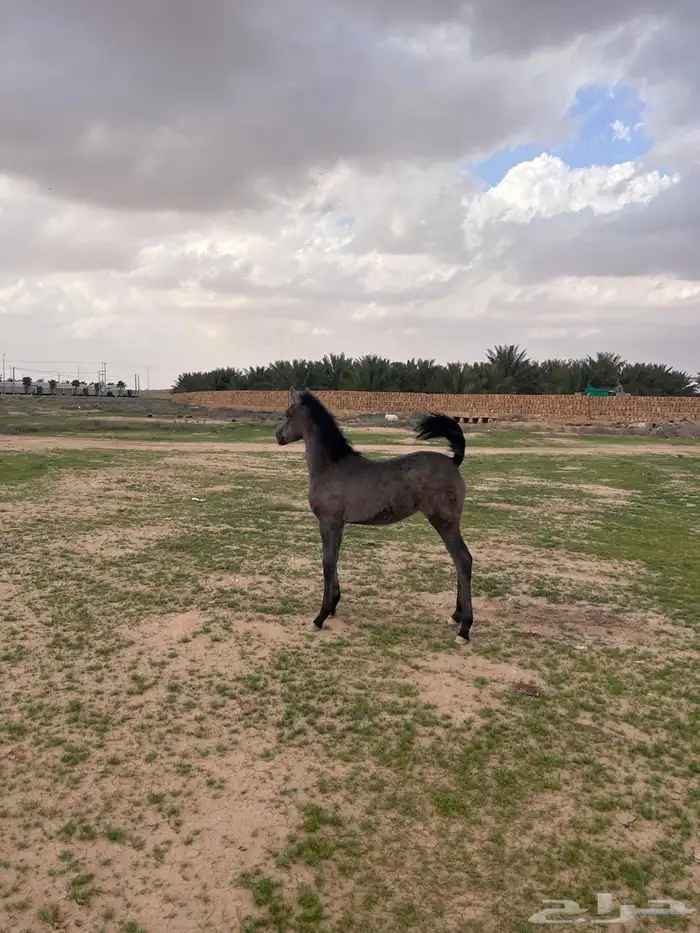 مهره واهو 0