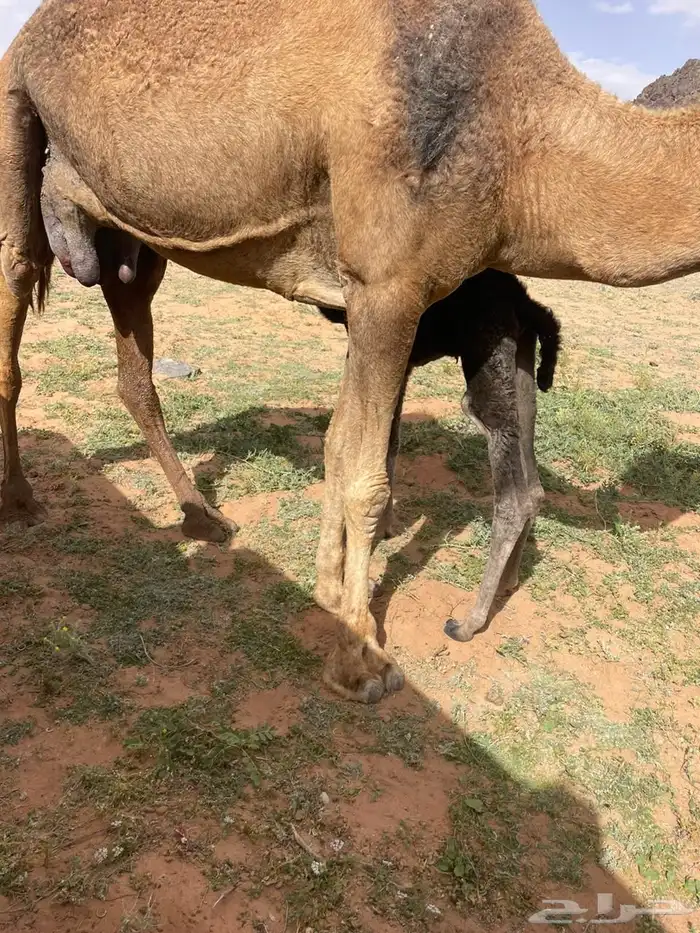 نقاه خلفه تحتها قعود مجموع في الحليب 0