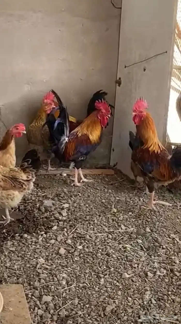 دجاج بلدي بياض حظان 0