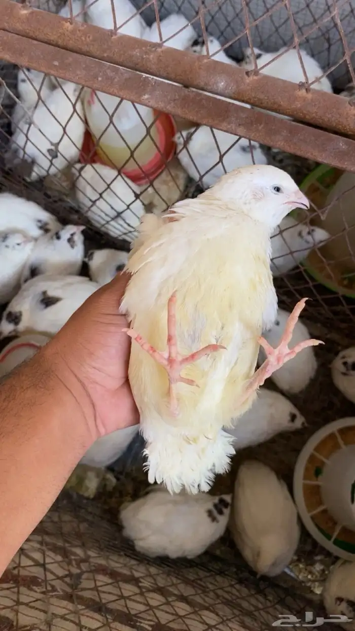 سمان تكساس 0