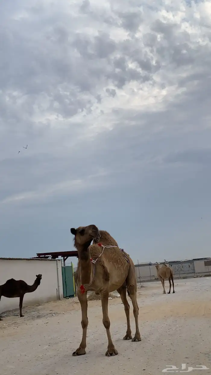 ناقه صفرا طيبه 2