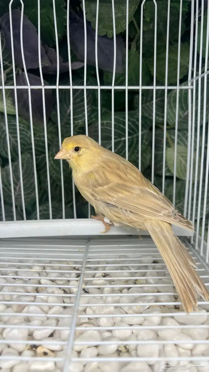 انثى كناري جاهزة 0