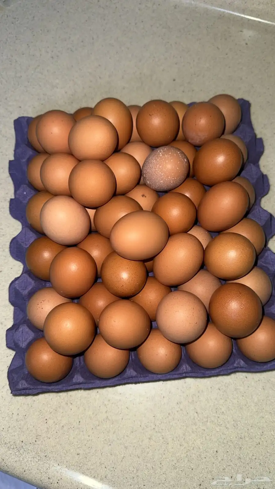 بيض لهمان 1