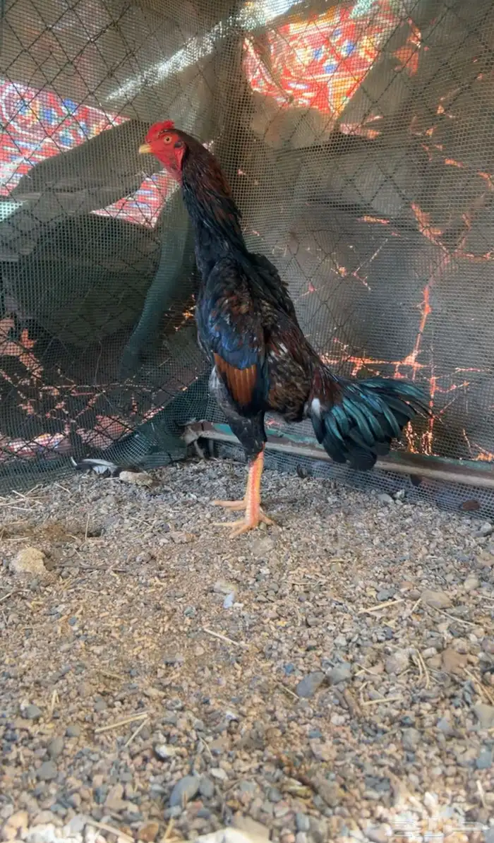 شامو ياباني 0