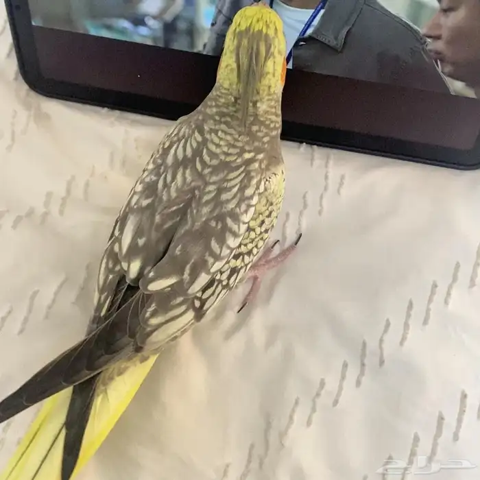 كروان ذكر للبيع 0