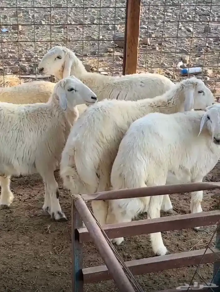 طليان بريه من إنتاج المراح 3