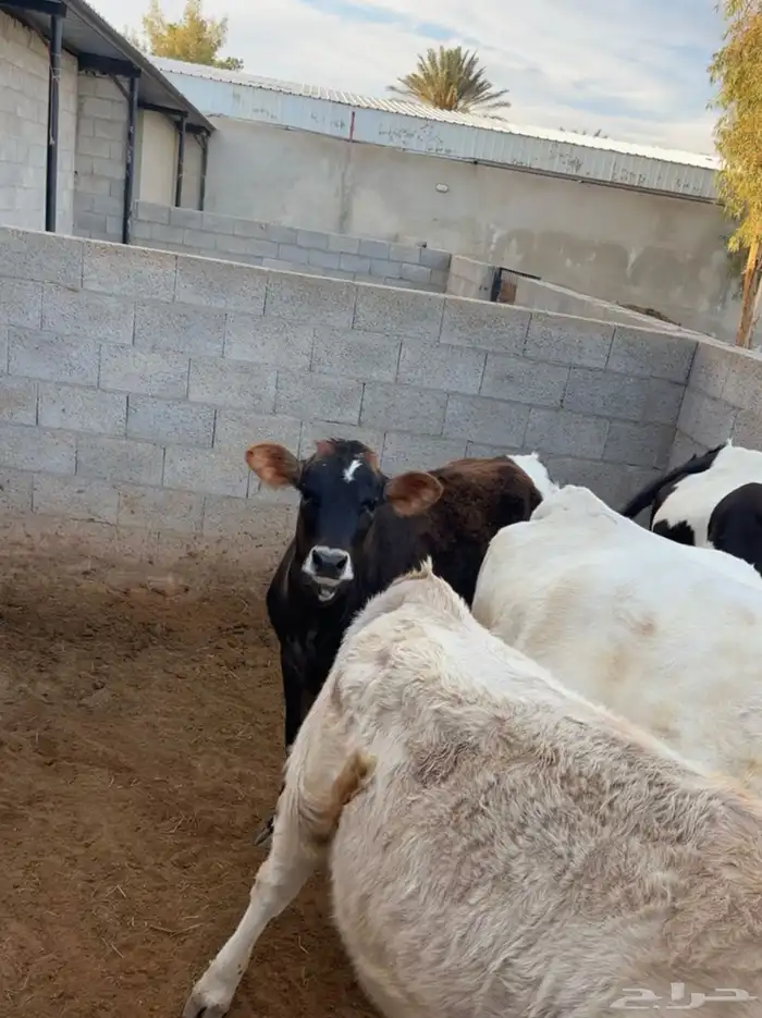 بقرتين مواليد 1