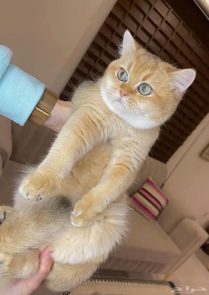 قط سكوتش ستريت معاه البيدكري ( للبيع) 2