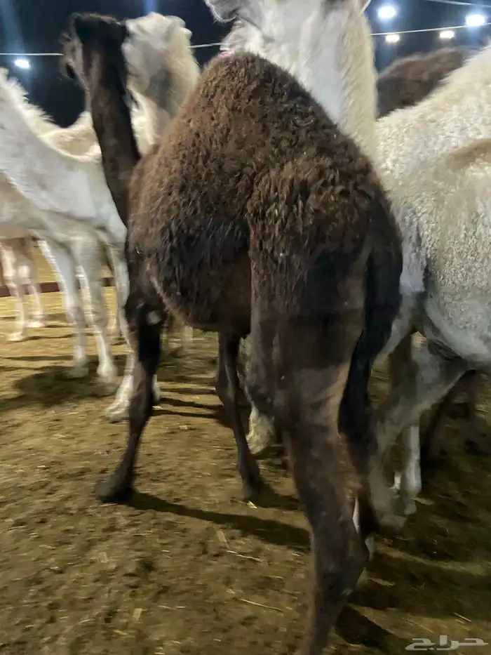 قعدان كفو للبيع تصلح زواجات ومبادي 10