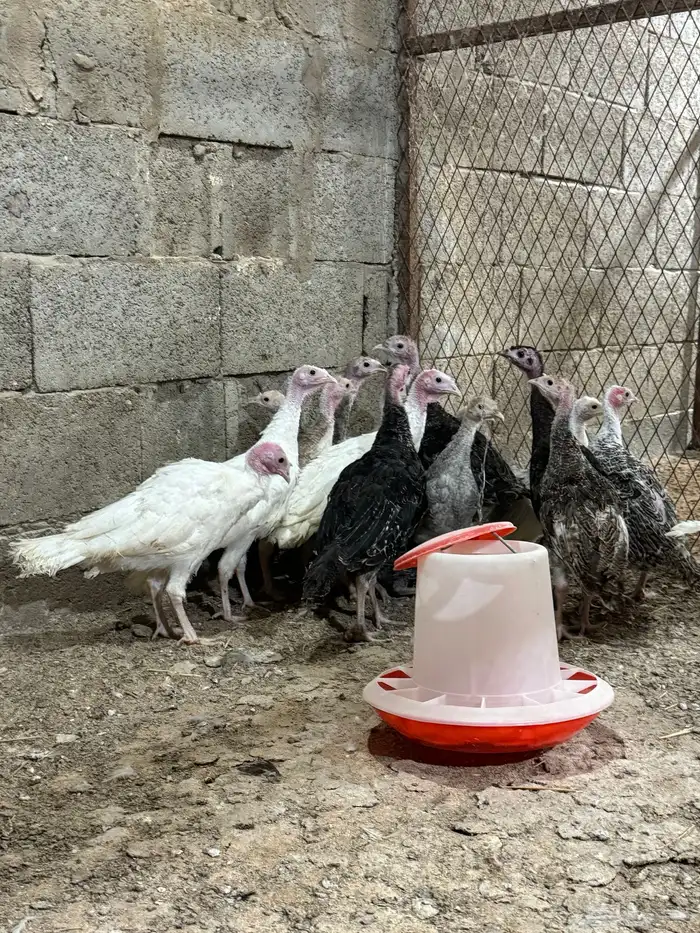 فروخ دجاج رومي تم البيع 3
