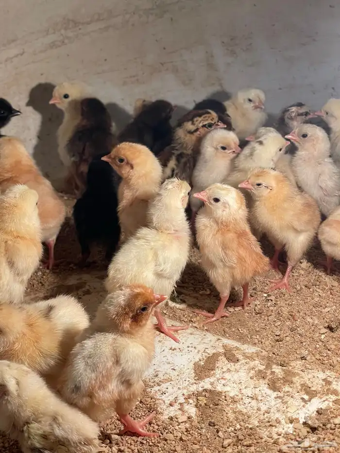 صيصان بلدي وفيومي للبيع من ريالين جمله 0