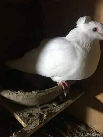 مصري مالطي سوبر جامبو 8